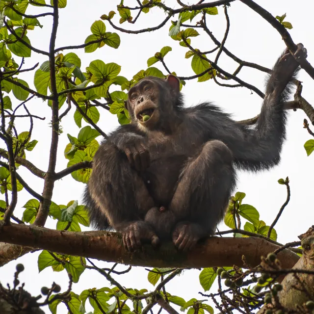 UGANDA