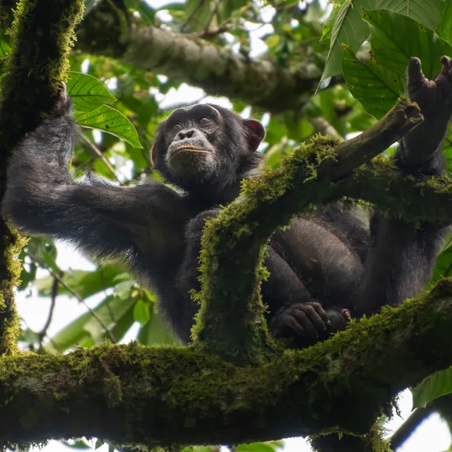 UGANDA