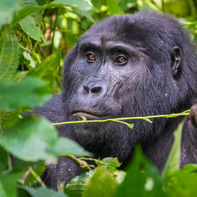 UGANDA