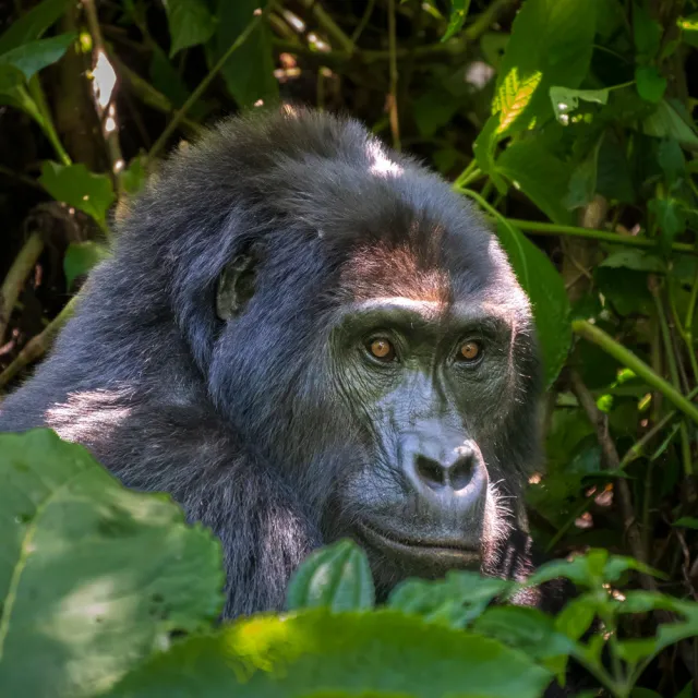 UGANDA