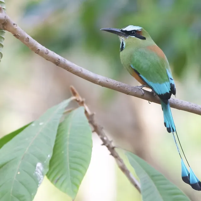 Guardabarranco, uccello nazionale Nicaragua